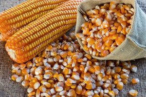 produk turunan jagung