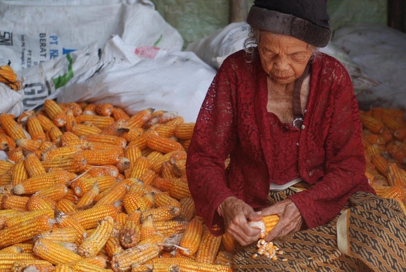 cara memipil jagung cepat