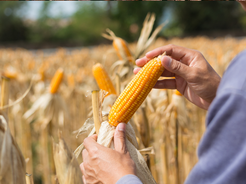 peluang bisnis jagung pipil