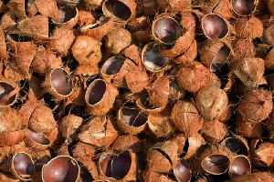 Limbah sabut kelapa beseta tips mengolahnya