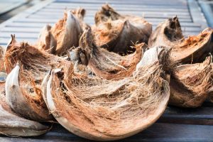 kelebihan Sabut Kelapa bagi Tanaman