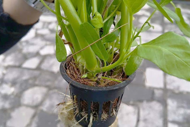 Sabut Kelapa Substrat Tanaman