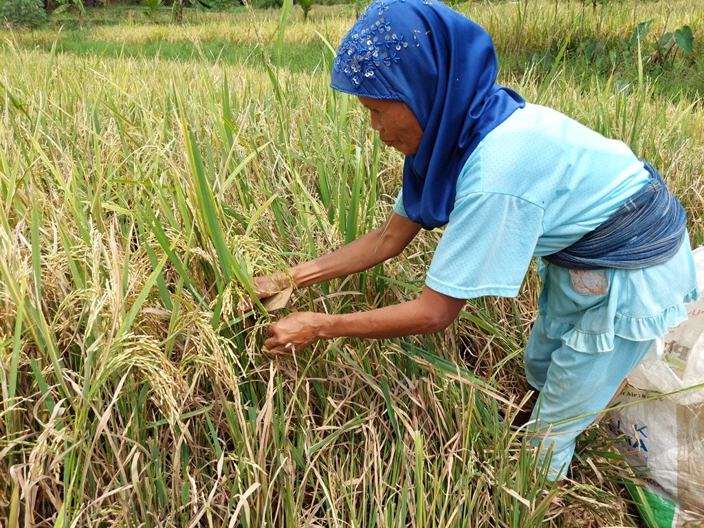 perontok padi jaman dulu