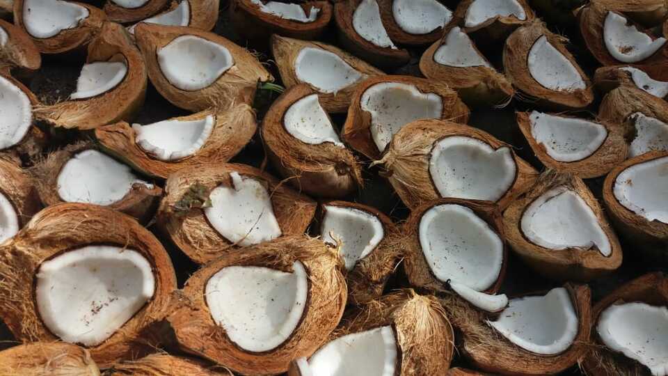 kopra putih untuk ekspor