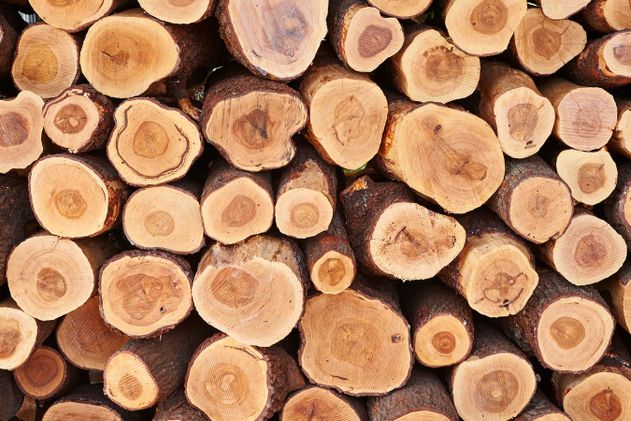 kayu paling mahal didunia