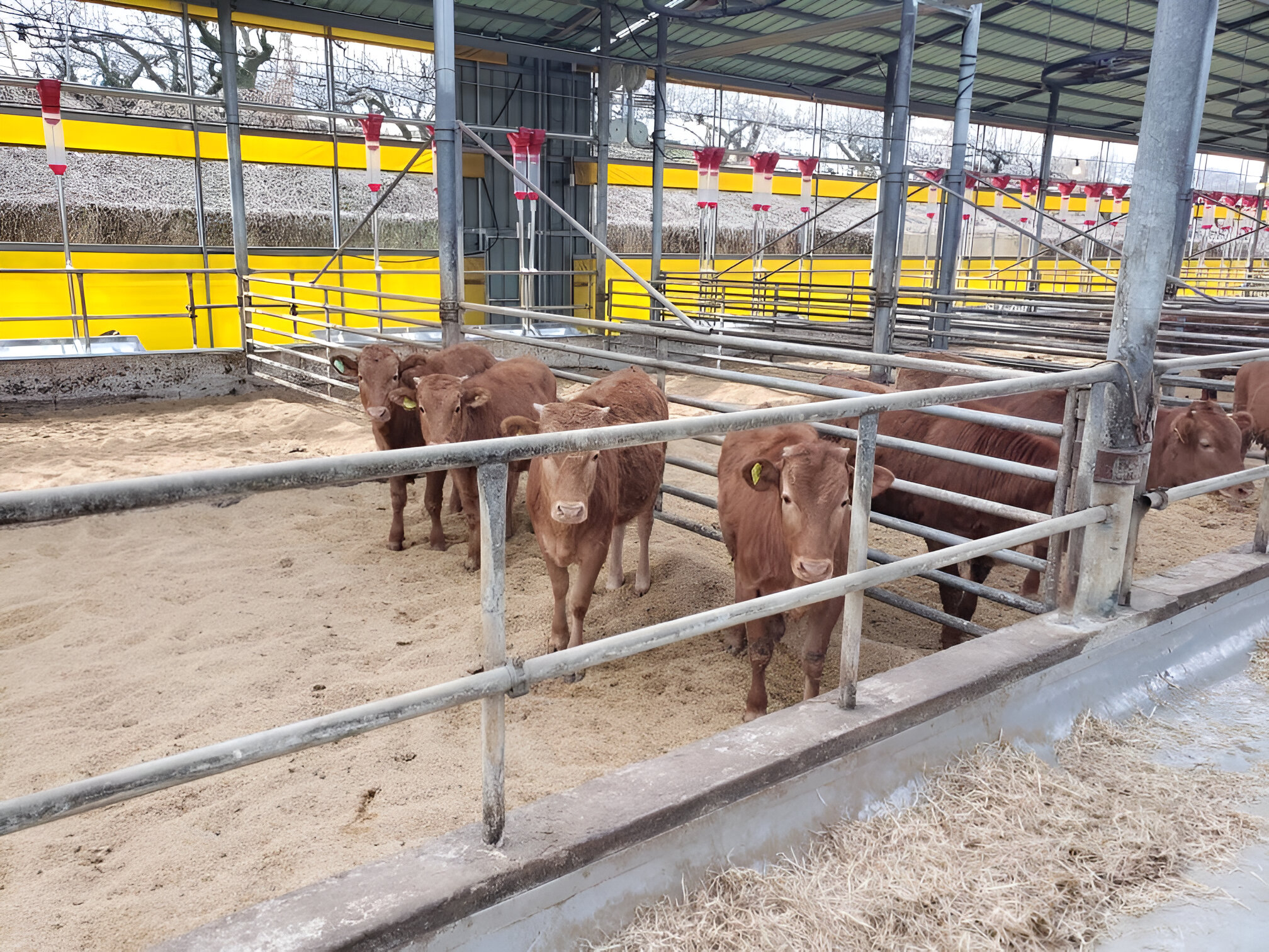 Desain kandang sapi potong yang efisien