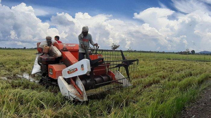 Alat Panen Padi Praktis