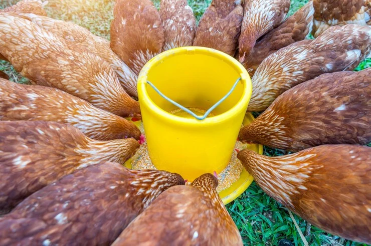 pembuatan pakan ayam mandiri