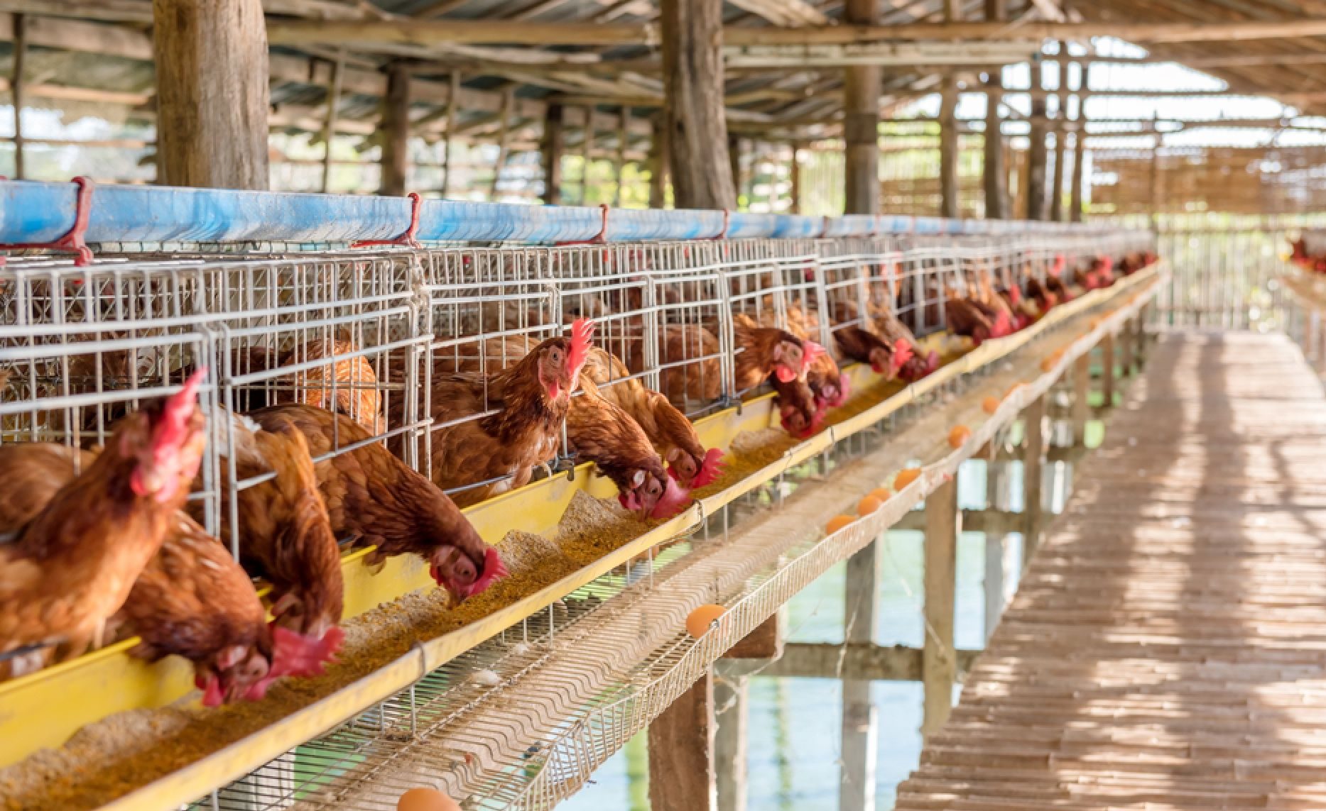 pembuatan pakan ayam mandiri