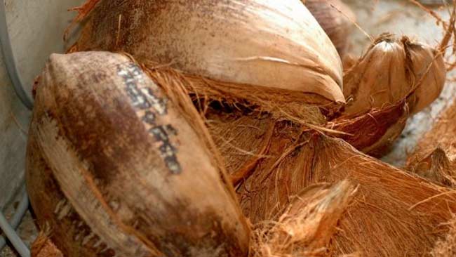 sabut kelapa cocomesh sebagai bahan penahan gelombang