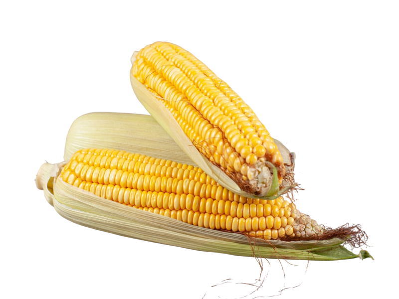 Mesin perontok dan pengering jagung