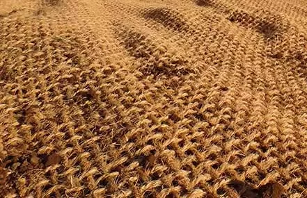 cocomesh ramah lingkungan bagi perkebunan hortikultura