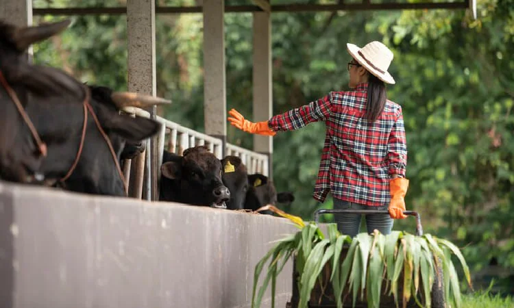 pakan hijau untuk ruminansia