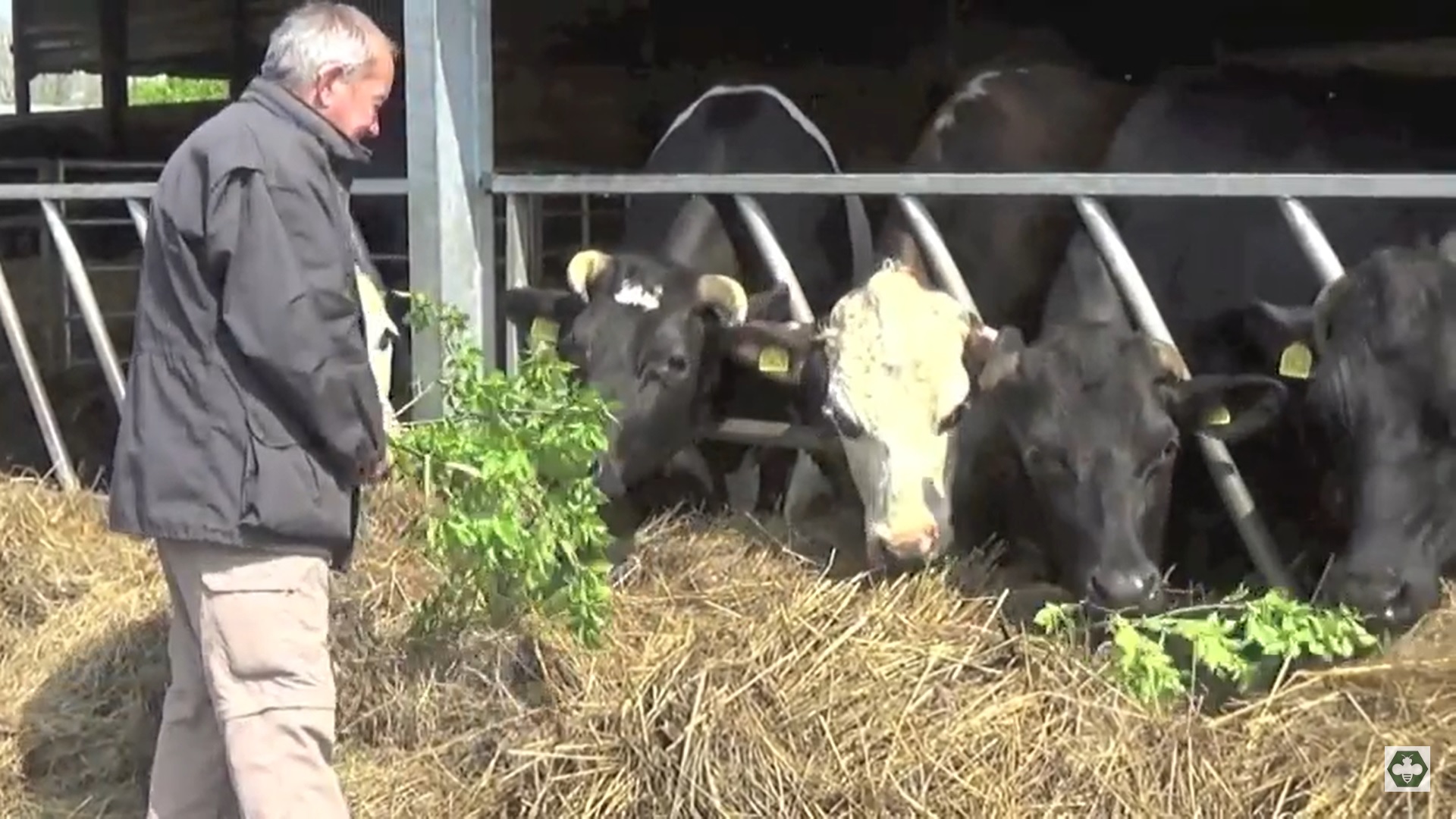 hijauan produktivitas tinggi ternak