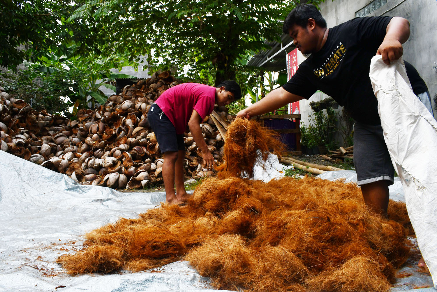 proses pengolahan serat alam dari kelapa