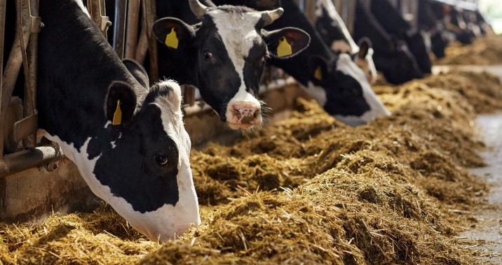 rumput hijauan penggemukan sapi