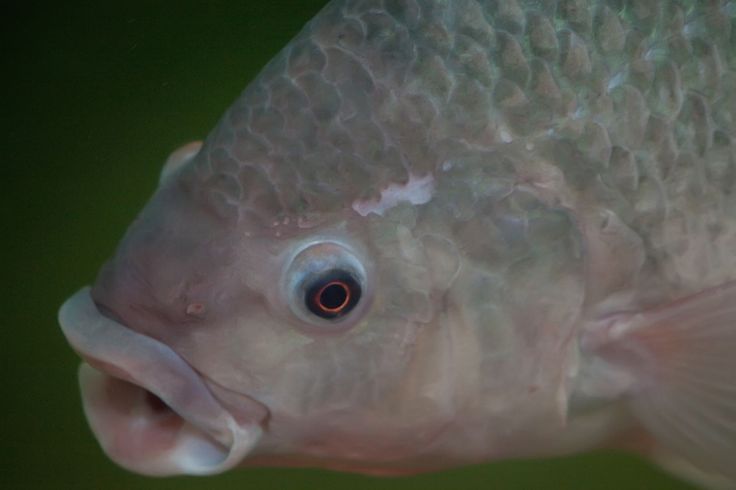 kesalahan umum budidaya nila bioflok