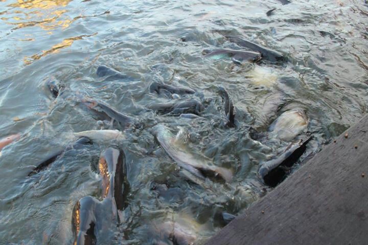 air kolam bermasalah pemicu lele stres