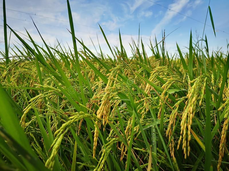 Tahapan Pengolahan Padi Modern