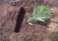 cara penanaman kelapa sawit miring