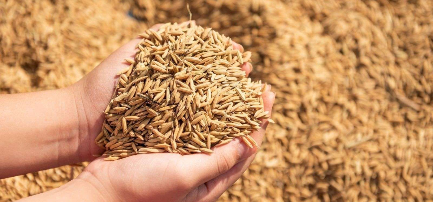 hasil gabah lebih bersih