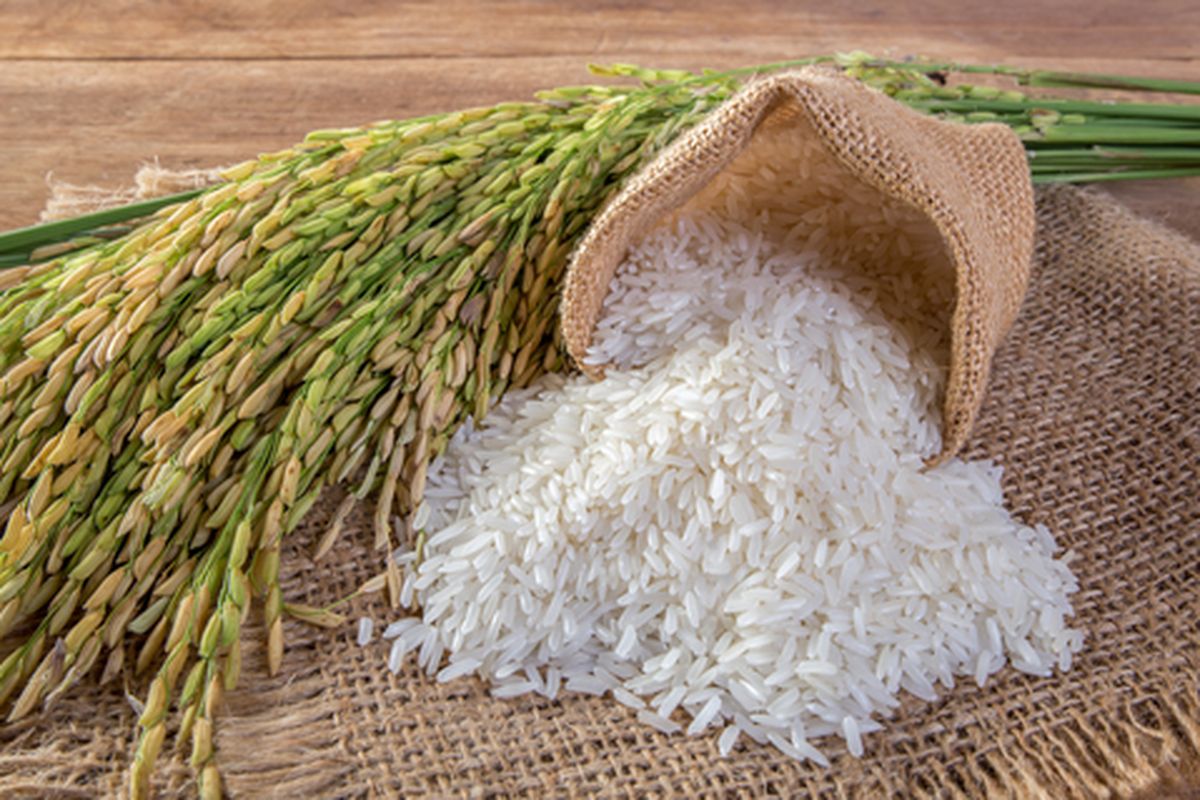 teknologi panen sawah cepat